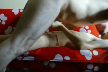 Cewek Manis Live Pakai Mainan Langsung Crot, Viral